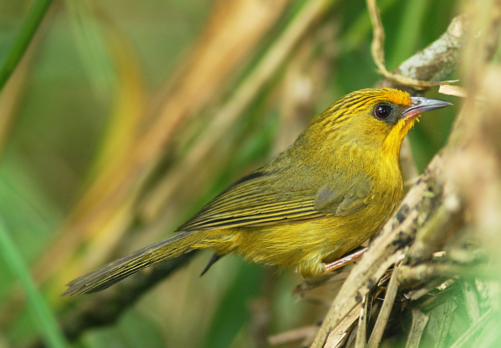  p>金头穗鹛(学名: i>stachyris chrysaea /i>)小型鸟类,体长10~11