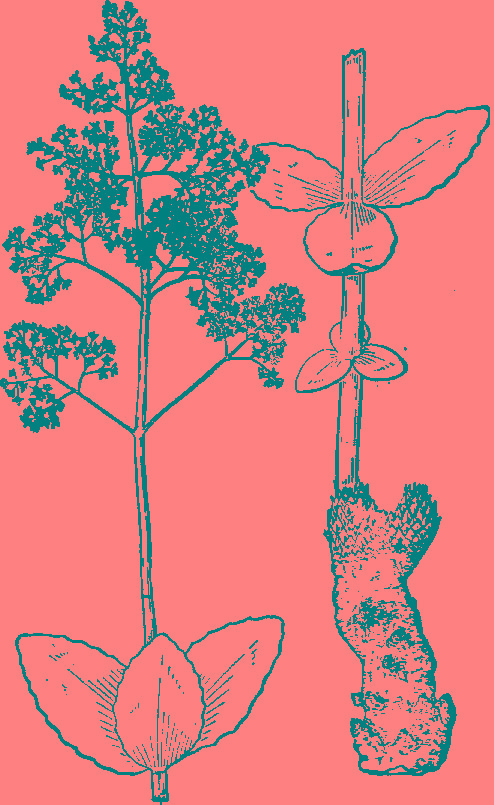  p>云南红景天(学名: i>rhodiola yunnanensis  /i>(franch.) s. h.