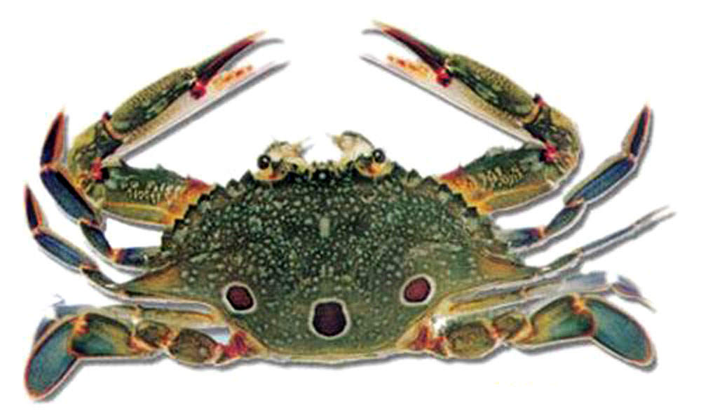  p>红星梭子蟹又称三点蟹,三眼蟹,梭子蟹,枪蟹,海虫,水蟹,门蟹,盖鱼