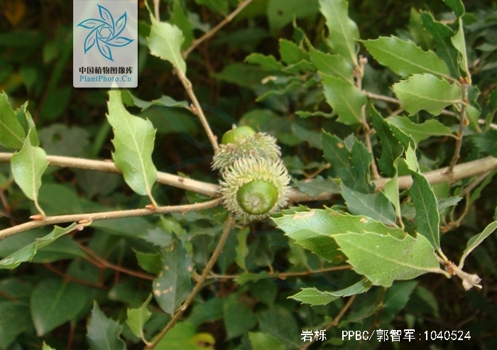  p>岩栎为乔木植物.