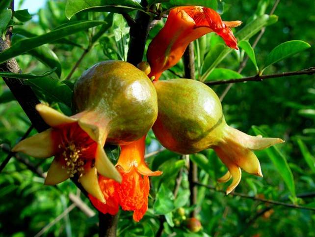  p data-id="go0hskx8pn">金罂是 a target="