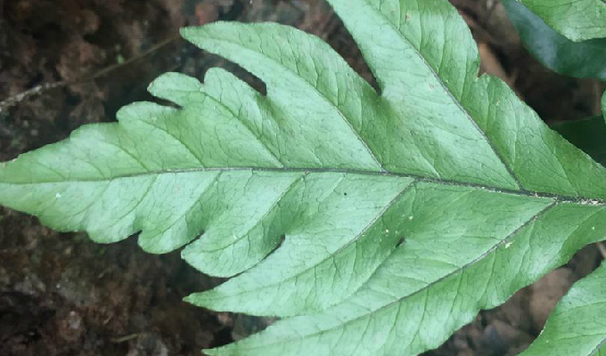 是叉蕨科,叉蕨属土生 a target="_blank" href="/item/蕨类/763802""