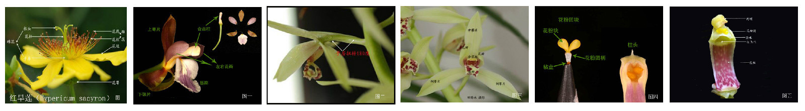 兰花（兰科兰属植物）_百度百科