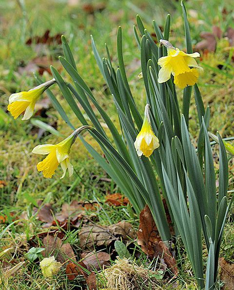 narcissus pseudonarcissus subsp. calcicarpetanus (fern.