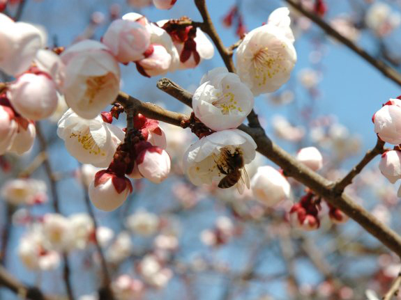  p>辽梅山杏(学名: i>armeniaca sibirica /i> var.