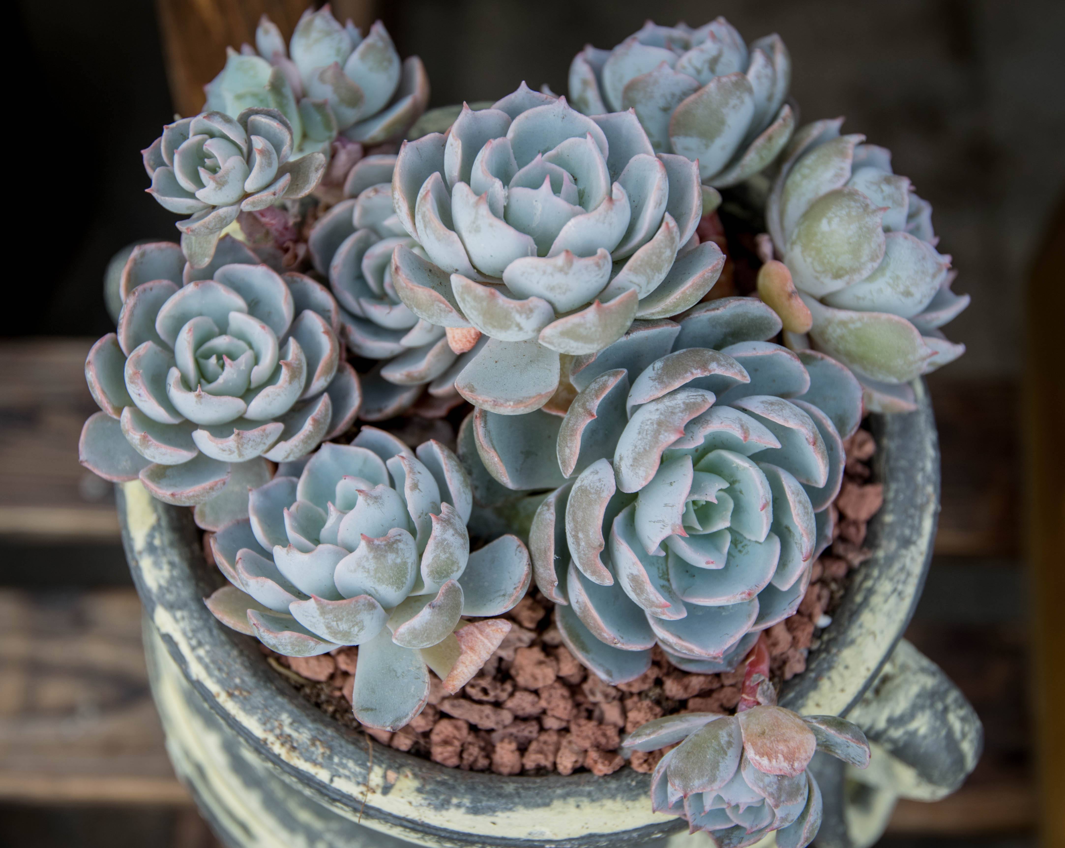  p>鲁氏石莲花( i>echeveria runyonii /i> rose