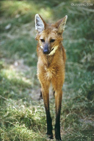  p>鬃狼(学名: i>chrysocyon brachyurus /i>):是 a href="#" data