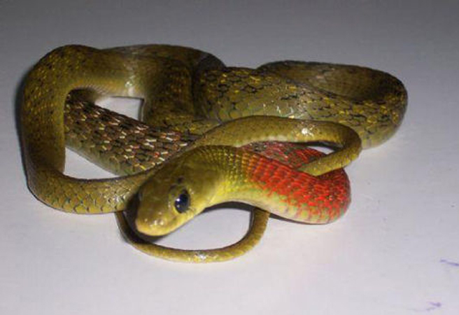  p>红脖颈槽蛇(学名: i>rhabdophis subminiatus /i>):为 a href="#">