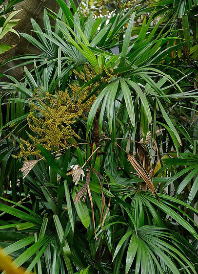  p>矮棕竹(学名: i>rhapis humilis /i>  bl.