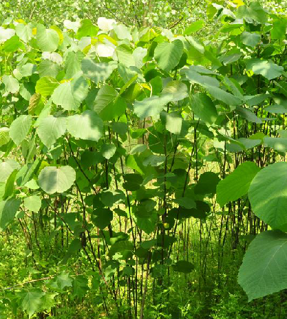 植物山麻杆,分布于我国河南,陕西,江苏,安徽,浙江,湖北,湖南,广西