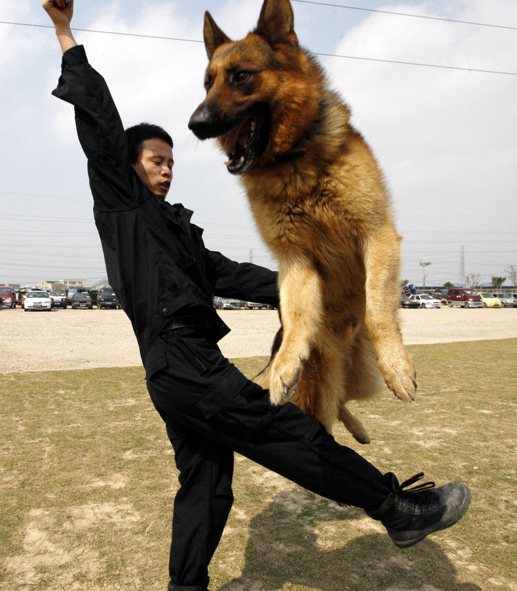  p>《警犬基础训练教程》是2008年3月 a target="_blank" href="/item