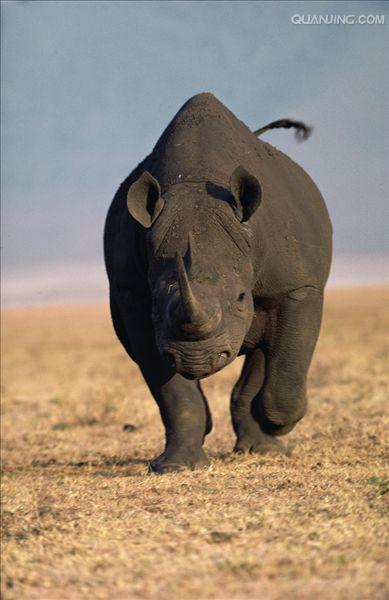 hook-lipped rhinoceros