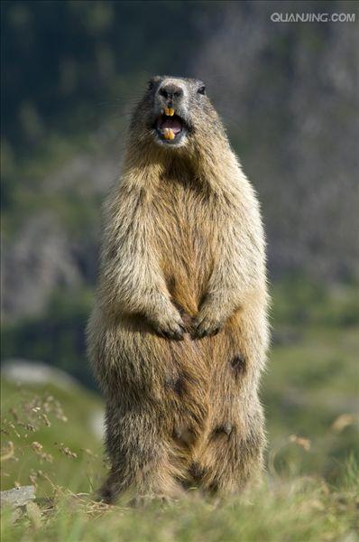  p>喜马拉雅旱獭(学名: i>marmota himalayana /i>)别名哈拉, a href=