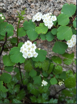 三裂绣线菊