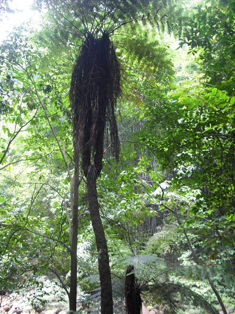  p>中华桫椤(学名: i>alsophila costularis /i> baker)是桫椤科桫椤