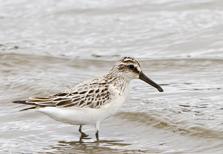 broad-billed sandpiper