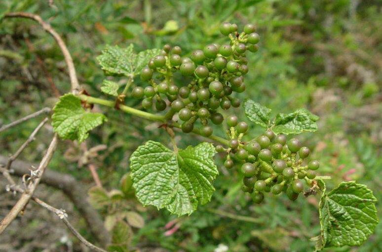  p> span class="ref" data-ctrid="kqxpytl">葛藟葡萄(学名: /span> 