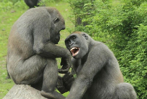  p>动物之间传递信息,交流感情和互相影响的联系过程.