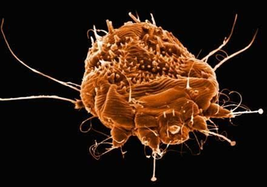  p>疥螨(jie man)属 a href="#">真螨目 /a>, a href="#">疥螨科 /a>