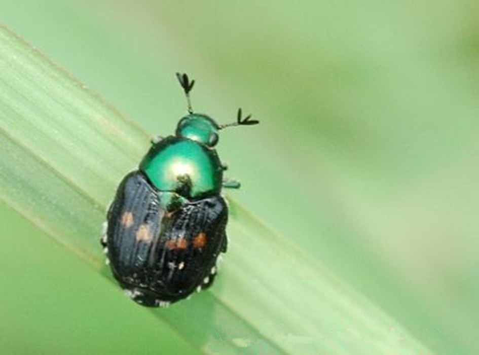  p>昆虫名,为鞘翅目,丽金龟科.