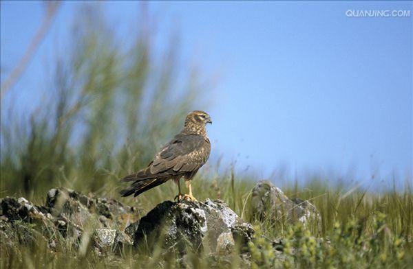  p>乌灰鹞(学名: i>circus pygargus /i>)为隼形目,鹰科鹞属的鸟类.