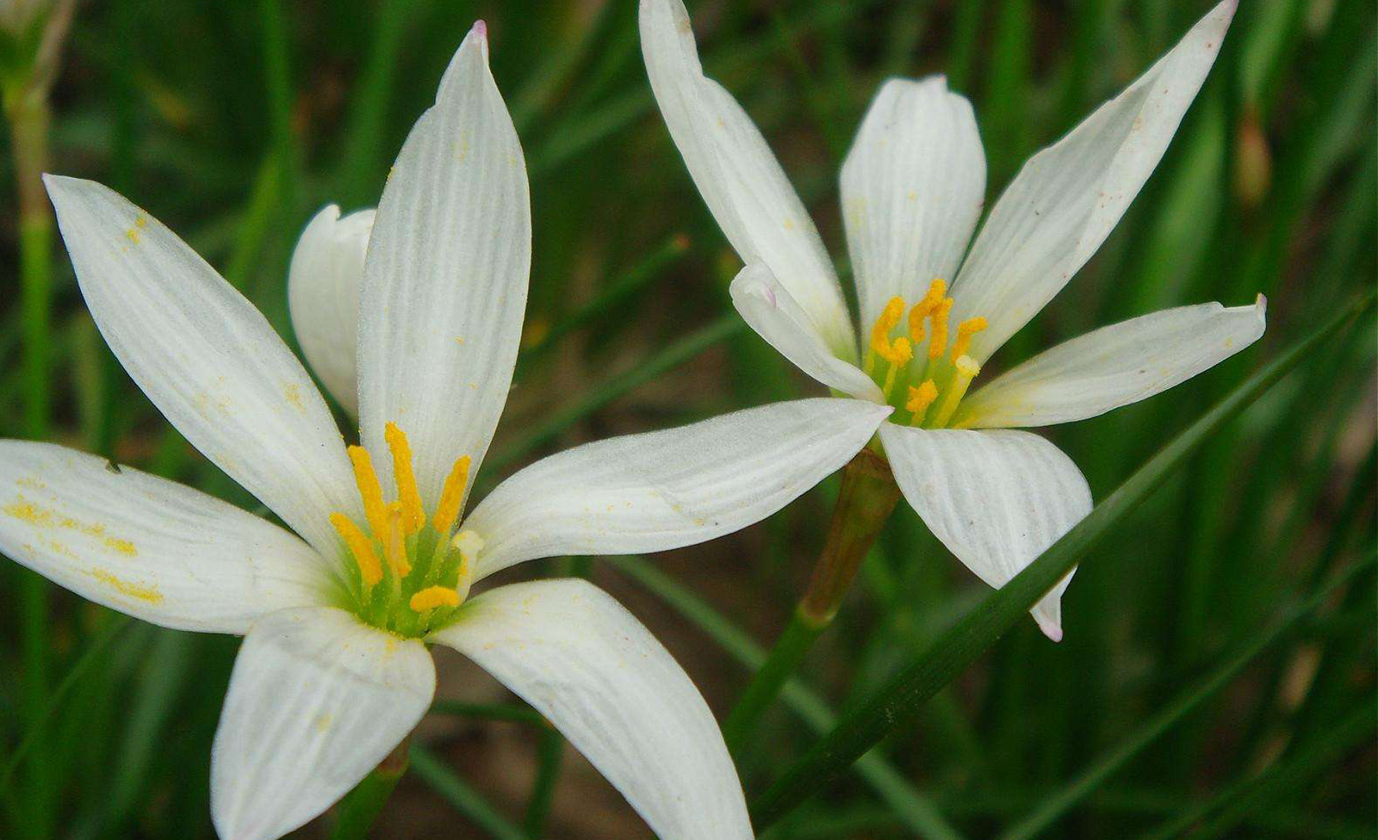 是石蒜科葱莲属植物.