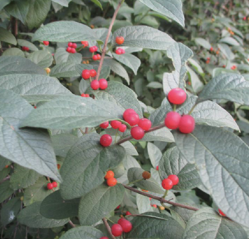 是忍冬科忍冬属植物,落叶灌木,高达2米;幼枝黄褐色,疏被开展糙毛憾烫