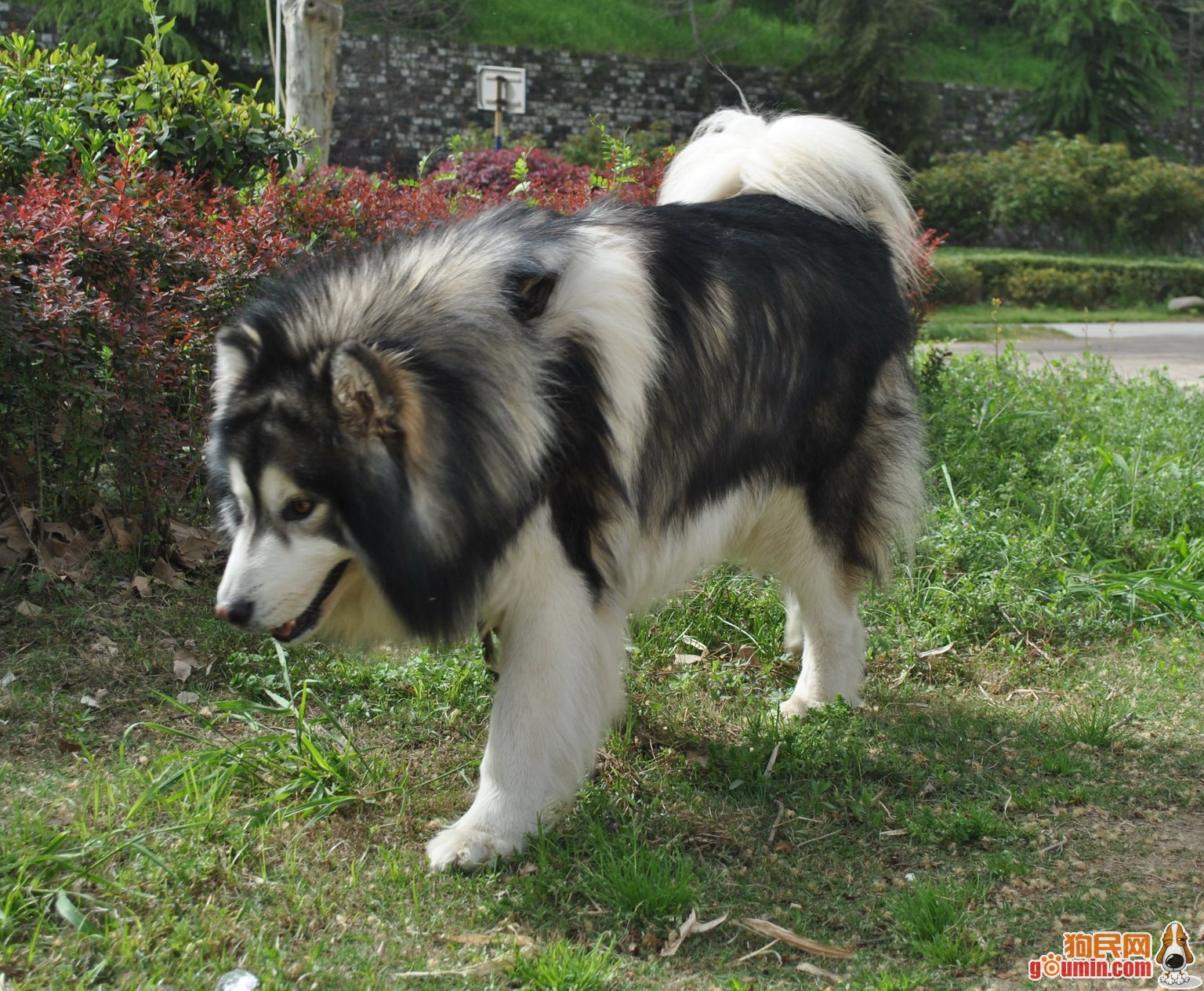 阿格拉斯(阿格拉斯商务集团)