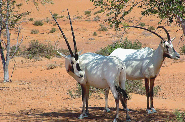 阿拉伯直角羚羊