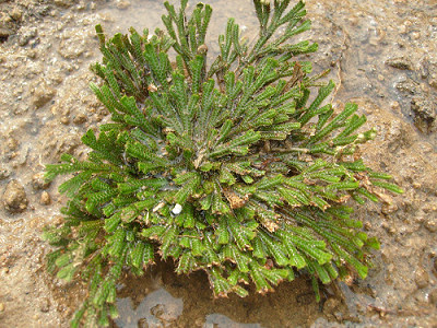  p>毛边卷柏生于石灰岩溶洞,密林下或苔藓石上,海拔900-1100米. /p>