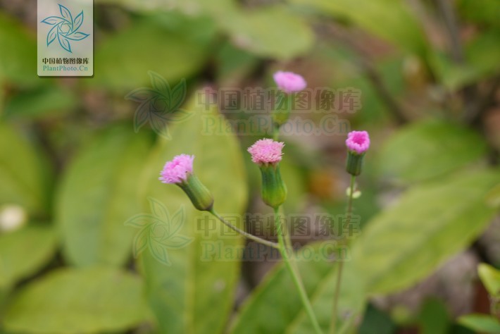  p>叶底红,别名:叶下红,江南野海棠,大毛蛇,血还魂,还魂红,沙崩草,假