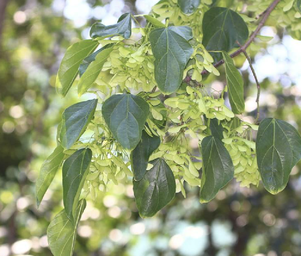 acer catalpifolium rehder