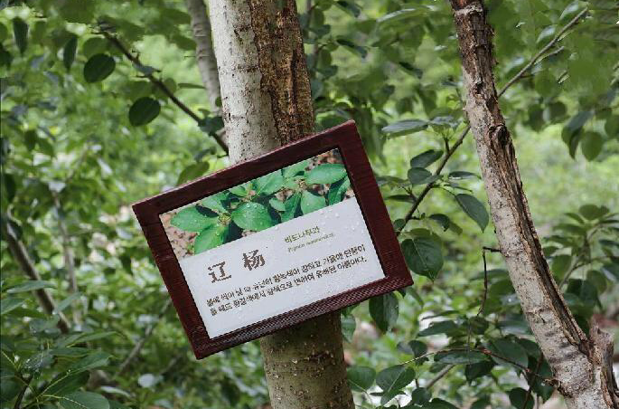 populus maximowiczii a. henry