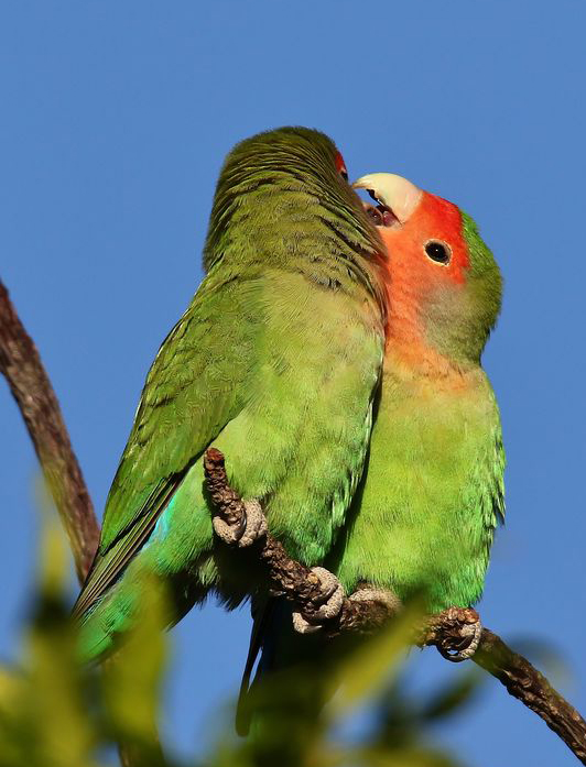  p>桃脸牡丹鹦鹉(学名: i>agapornis roseicollis /i>):体长一般在15