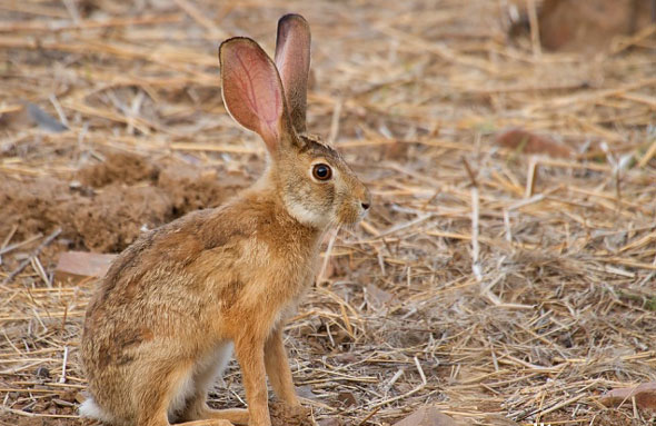  p>印度野兔,又称黑枕野兔,广泛分布在亚洲南部,包括孟加拉国,印度