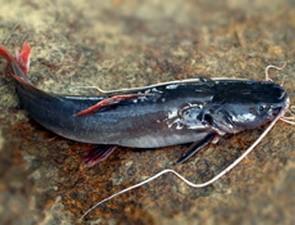  p>丝尾鲤,又称白须公鱼,马来西亚称baung.