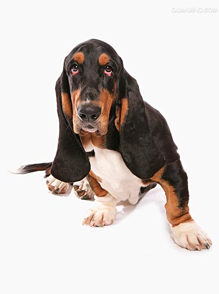 basset hound