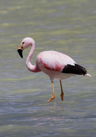  p>安第斯红鹳(学名: i>phoenicoparrus andinus /i>):又名 a href="