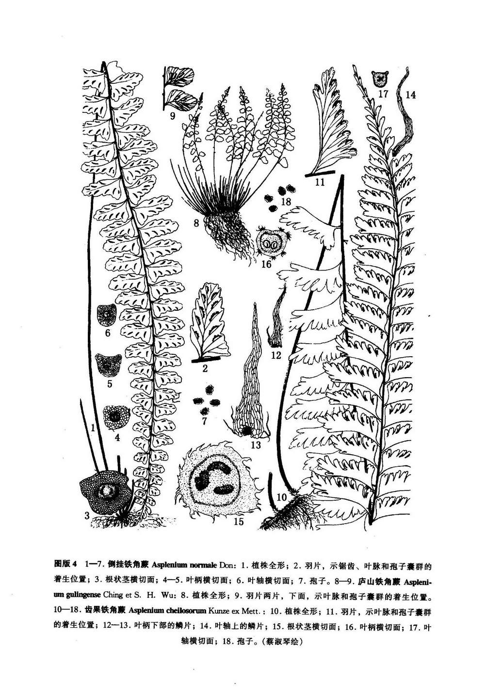  p>倒挂铁角蕨(学名:asplenium normale don)为铁角蕨属下的一个植物