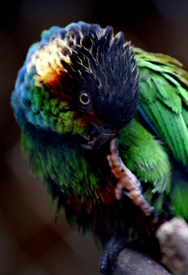  p>蓝喉锥尾鹦鹉(学名:pyrrhura cruentata)是典型的 a href="#">攀禽