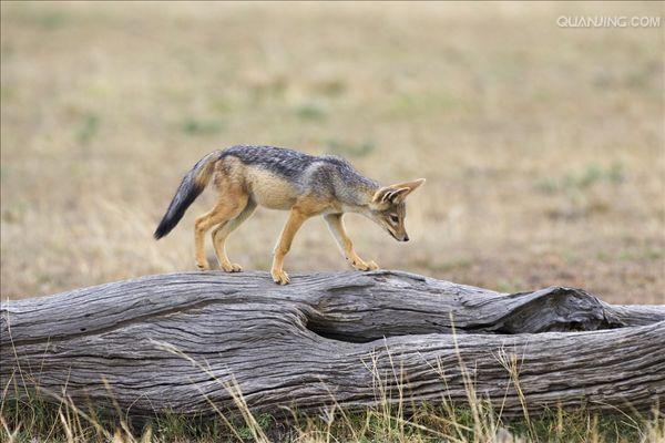  p>黑背胡狼(学名: i>canis mesomelas /i>):个头较小,长相似狗,行动