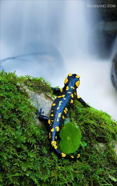  p>火蝾螈(学名:salamandra salamandra),又名真螈,火螈,可能是欧洲最