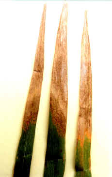 ="gnfi782dyu"> a target="_blank" href="/item/水稻云形病/6603194"