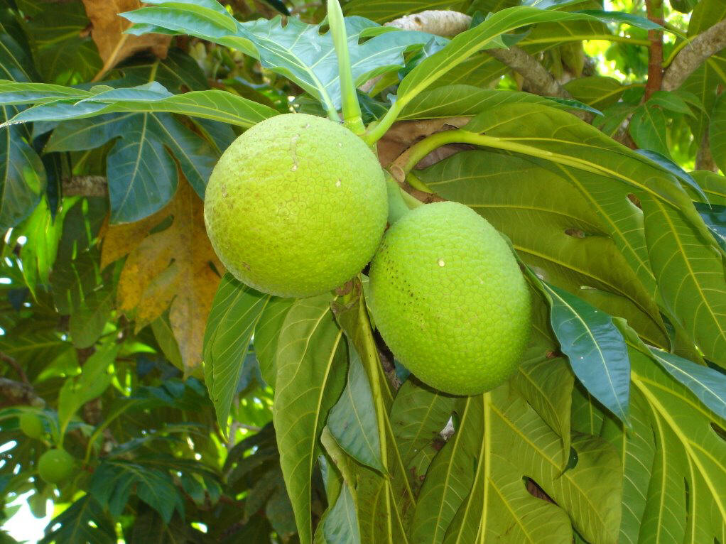  p>面包树(学名 i>artocarpus /i>  i>altilis /i> (parkinson ex f.