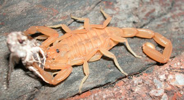  p>墨西哥雕像木蝎(学名:centruvoides exilicauda )是一种身长7厘米