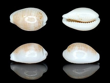  p>白丝宝螺(学名:cypraea clandestina candida)是腹足纲宝螺科的 a