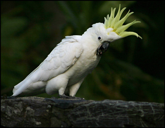  p>葵花凤头鹦鹉菲茨罗伊河亚种(学名:cacatua galerita fitzroyi )是