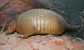 前后两部,横带间由弹性皮肤连接,可将身体蜷缩成球状,以防御天敌趾