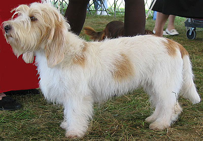 迷你贝吉格里芬凡丁犬