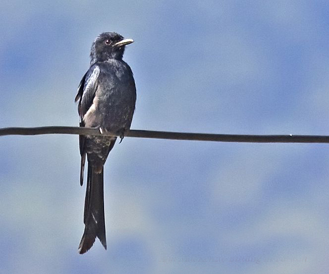 黑卷尾台湾亚种